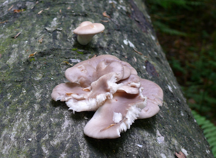 PleurotusCornucopiae1